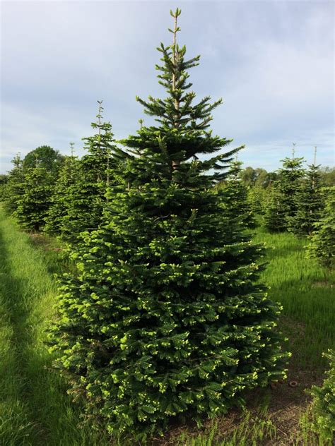 Nordman Fir 7 Pinewood Christmas Trees