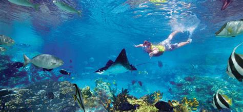 Volunteer and prepare food for the rescued animals. Skyway - Snorkeling in Costa Rica - Top Destinations to ...