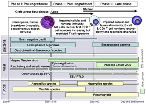 Frontiers A Review Of Infections After Hematopoietic Cell