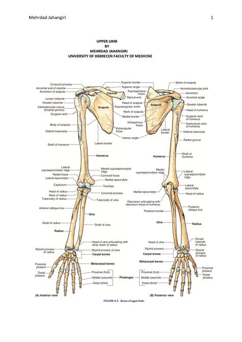 Upper Limb Mehrdad Short Notes From Moores Anatomy Text Book