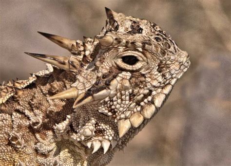 Texas Horned Lizard Horned Lizard Lizard Reptiles