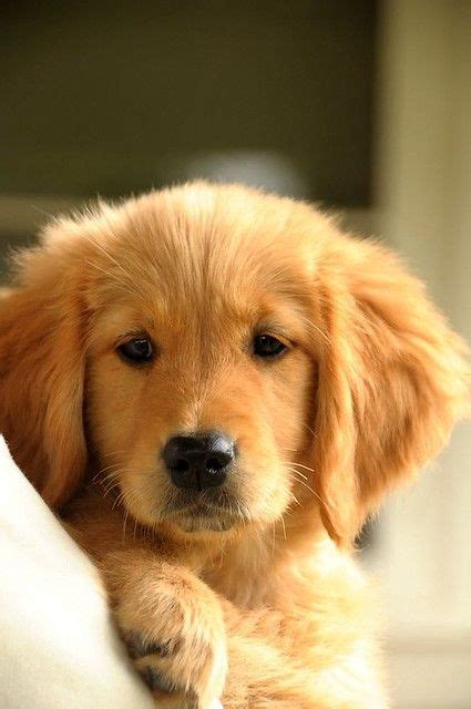 Golden Retriever Maheva Phillippe Flickr Super Cute Puppies Cute