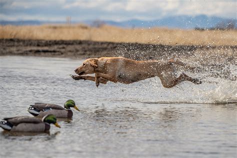 Waterfowl Hunting Dogs — Nevada Sporting Dog Alliance