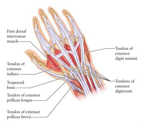 Anatomy Of The Thumb Ligaments