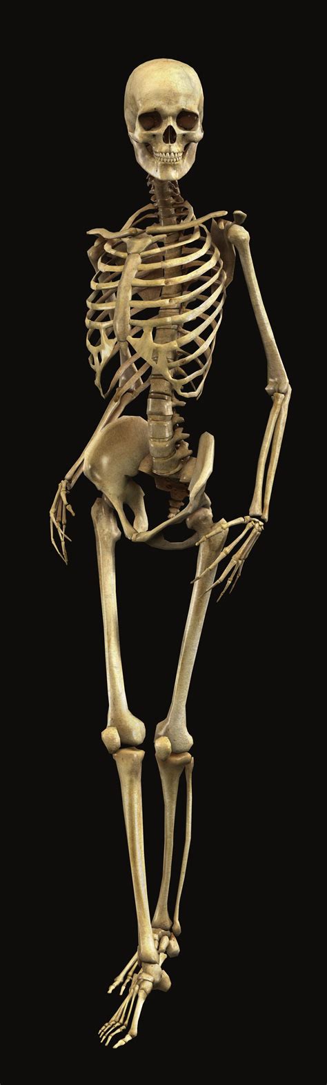 Print Quality Human Skeleton Click To Website For 1356x4500 Pixel
