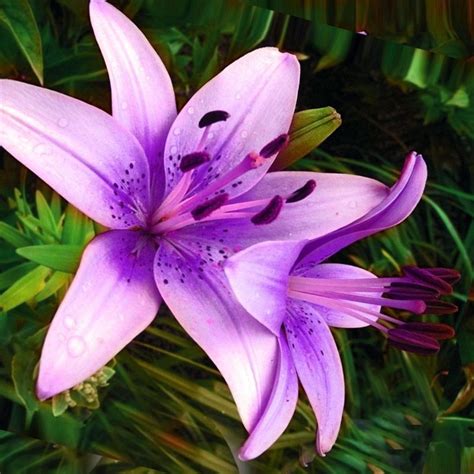 Azalea flowers come in a vibrant pink shade that symbolizes femininity. 120 Pieces Rare Purple pink Lilium Brownii Seeds Balcony ...
