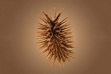 The Spiky But Stunning Burrs That Litter The South African Coast New