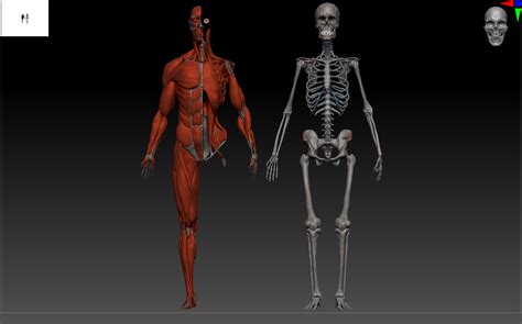 Skeleton Muscles Study 3d Model Turbosquid 1532554