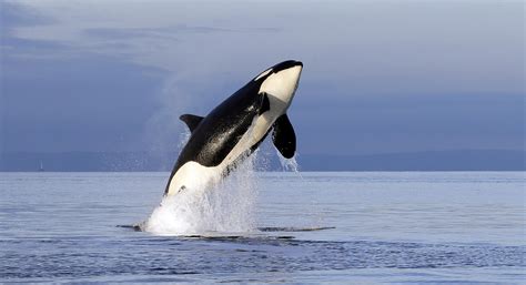 This Is What Puget Sound Orcas Sound Like When They Talk To Each Other