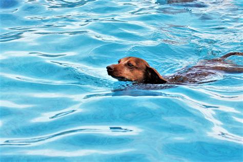 Dachshund Dog Swimming In Pool Free Stock Photo Public Domain Pictures