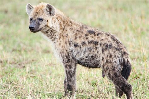 Spotted Hyena Facts, Mating, Habitat, Skull, Adaptations, Diet