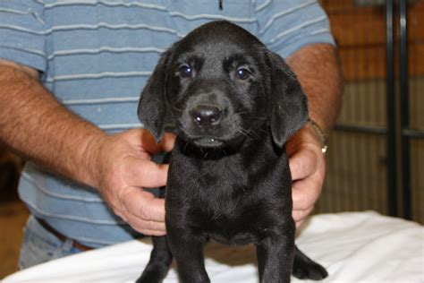Labrador retriever female, 2 weeks omaha / council bluffs, nebraska. Lab Puppies for Sale in Florida - Rock Springs Lab