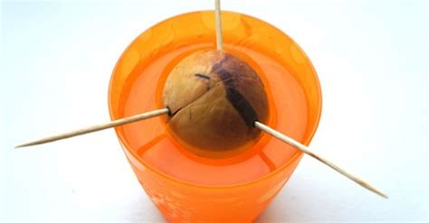 Check spelling or type a new query. Avocado Pit In Water « Inhabitat - Green Design ...