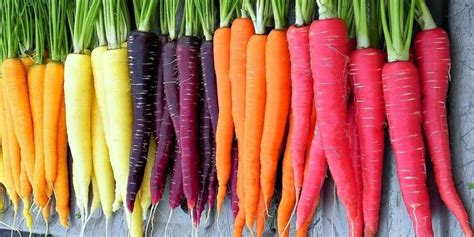 Rainbow Blend Carrot Seeds Heirloom Non Gmo Fresh Garden Etsy