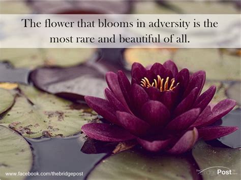 01:18:31 the flower that blooms in adversity. The flower that blooms in adversity is the most rare and beautiful of all | Flowers, Water ...