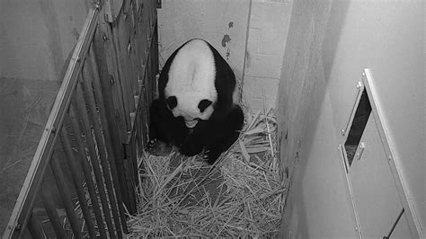 Smithsonian National Zoos Giant Panda Gives Birth Ncpr News