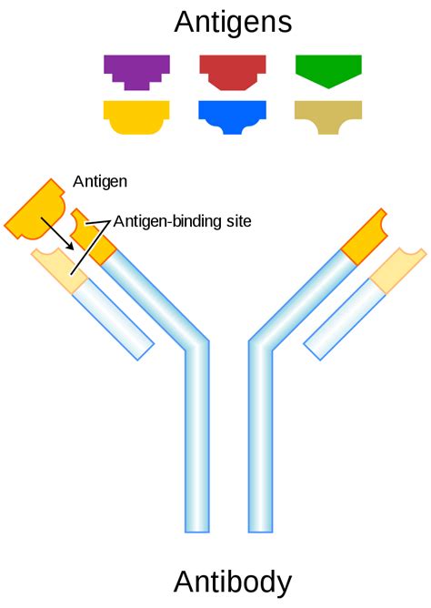 The diseases human get due to autoantigens are. Difference Between Antigen and Pathogen | Compare the ...