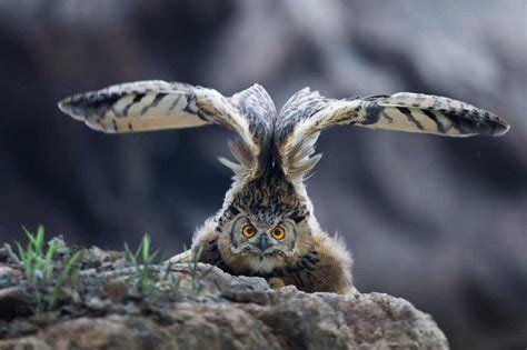 雕鸮 By 越人 Barn Owl Eurasian Eagle Owl Animals