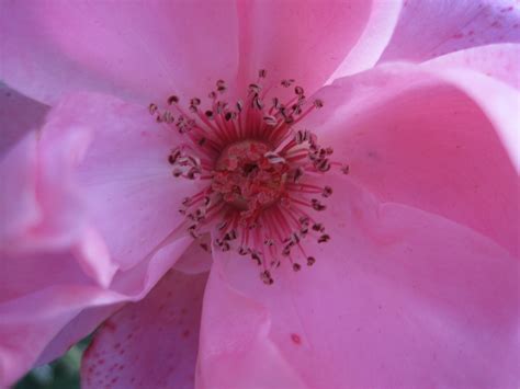 Fotos Gratis Pétalo Florecer Rosa Polen Primavera Rosado Flora