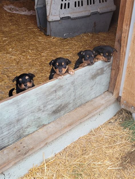 Australian Kelpie Puppies Dogs And Puppies For Rehoming Swift Current