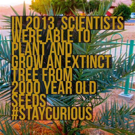 In 2013 Scientists Were Able To Plant And Grow An Extinct Tree From