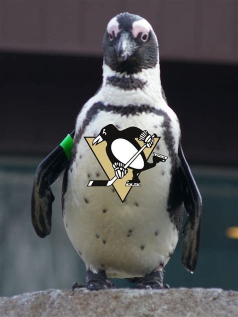 Penguins For Penguins Pittsburgh Penguins Photo 30900756 Fanpop