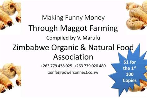 Making Funny Money Through Maggot Farming V Marufu Echocommunity Org