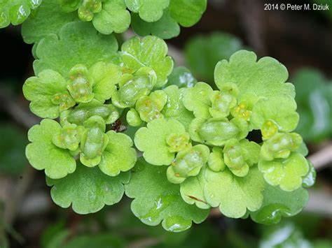 Chrysosplenium iowense (Iowa Golden Saxifrage): Minnesota ...