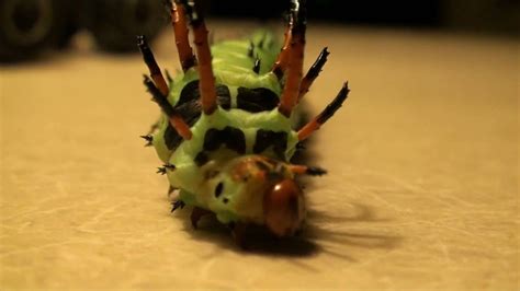 Hickory Horned Devil North Americas Largest Caterpillar Youtube