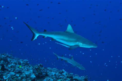 First Shark Sanctuary In Palau Fly And Sea Dive Adventures