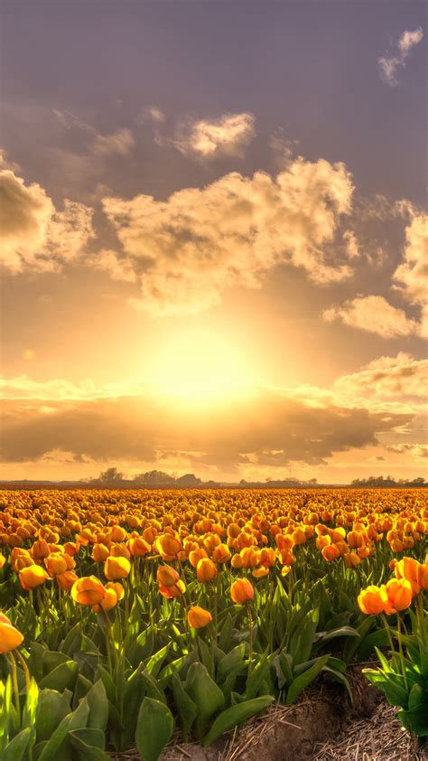 Yellow Tulip Flowers Field At Sunset Holland Rich Pure
