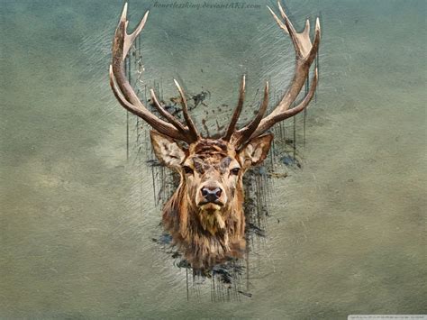 Deer Drawing Wallpapers Top Free Deer Drawing Backgrounds