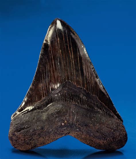 Prehistoric Shark Tooth Carcharocles Megalodon Miocene Morgan River