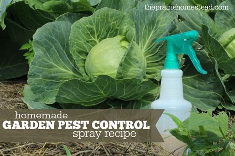Organic Pest Control Spray For Gardens Parásitos De Jardín Control