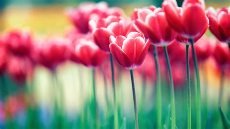 Spring Flowers Abstract Hd Abstract 4k Wallpapers