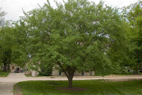 Many varieties or cultivars of the chinese elm have been developed to have specific desirable attributes: Chinese Elm Ulmus parvifolia | Chinese elm tree, Backyard ...