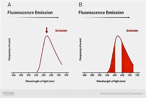 Anatomy of Fluorescence Spectra | Thermo Fisher Scientific - TW