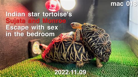 [indian star tortoise]escaped turtle after having sex in the bedroom youtube
