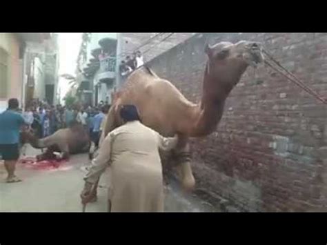 Cow of qurbani (sacrifice) run before qurbani. Dangerous Kala Bail, Run away Bail Cow Qurbani Video | Doovi