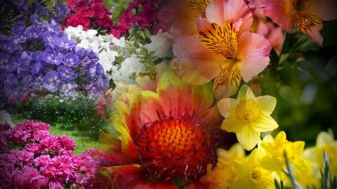 25 cele mai frumoase flori perene de gradină Edifica
