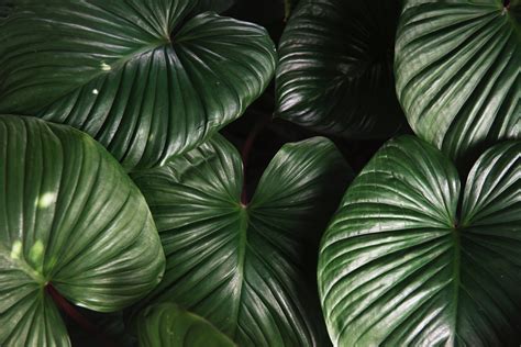 Free Photo Green Leaf Plant Botanic Growth Texture Free Download