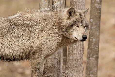 Wolf In Camo By Bill Maynard Redbubble