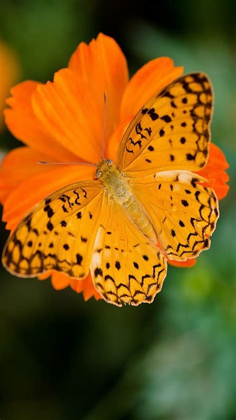 Orange Butterfly Hd Phone Wallpaper Peakpx