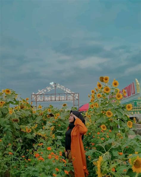 Telusuri galeri 15.289 gambar bunga matahari untuk desainmu. Menikmati Kebun Bunga Matahari yang Begitu Mempesona ...