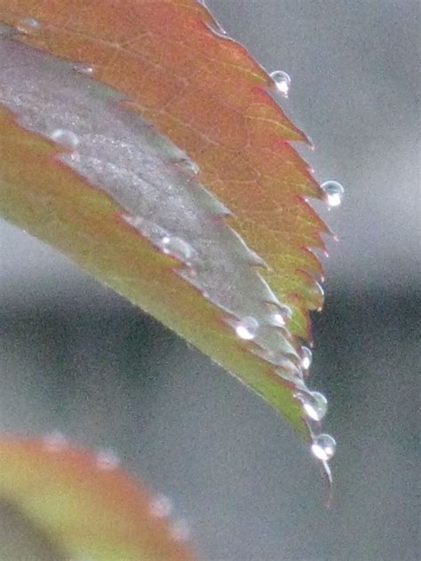 Dew Drops | Dew drops, Water drops, Rain drops