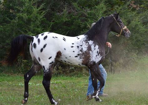 appaloosa horse breed information history  pictures