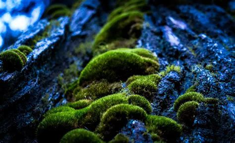 Four Simple Steps For How To Keep Moss Alive