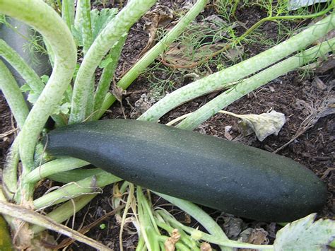 Squash Black Beauty Zucchini The Seed Company By Ew Gaze