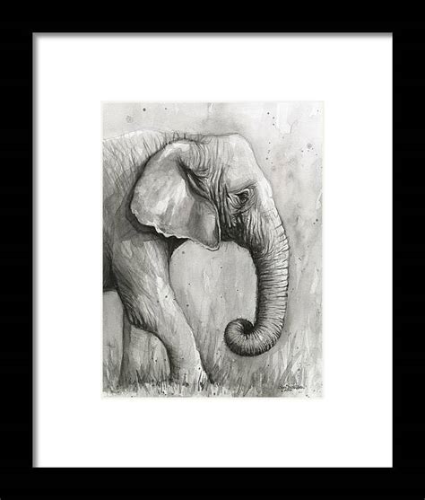 Elephant Watercolor Framed Print By Olga Shvartsur