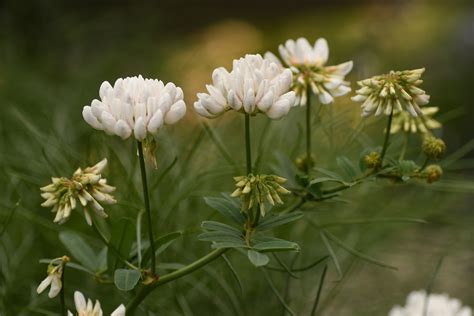 Securigera Globosa Lam Lassen Flora Of Greece An Annotated Checklist